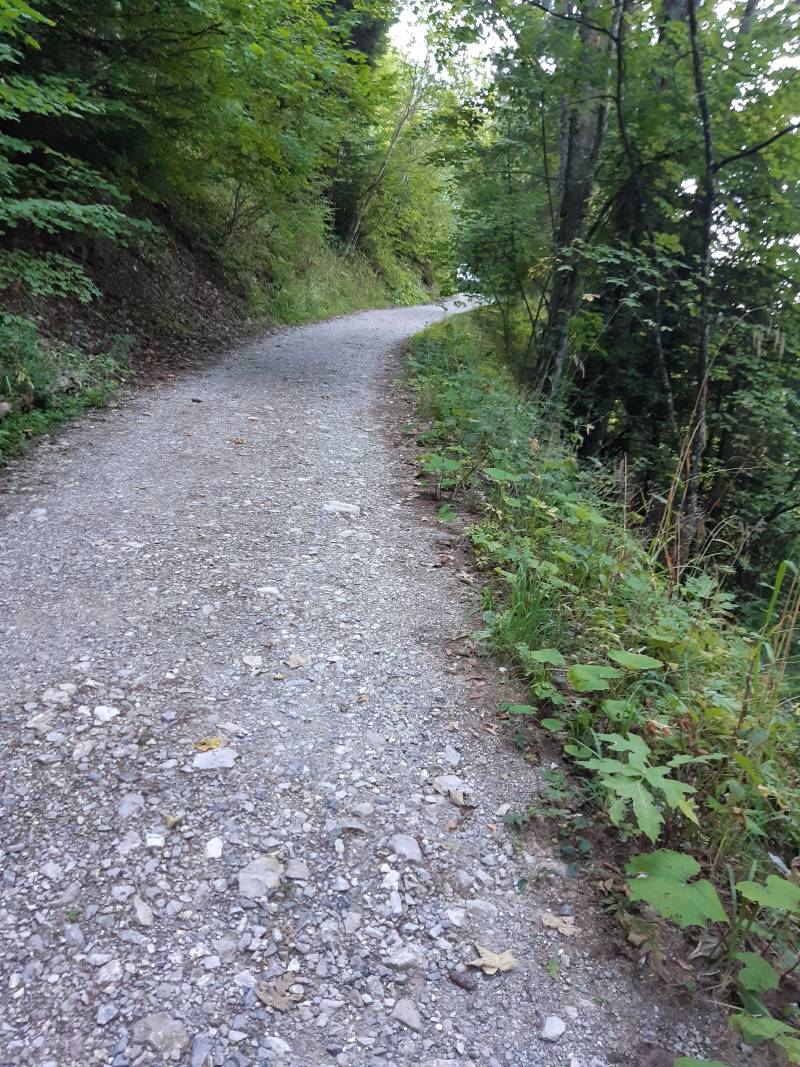 Large chemin de graviers, un peu sinueux, avec des arbres de chaque côté