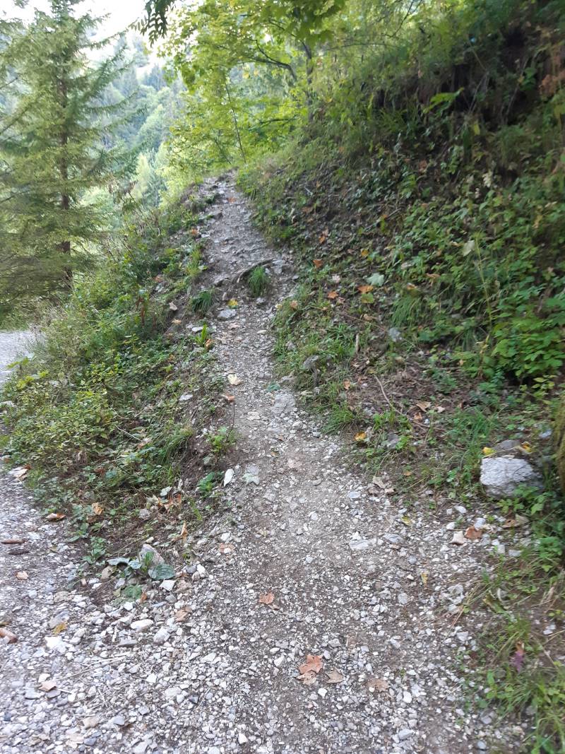 Petit chemin qui s’enfonce dans la forêt avec une bonne pente