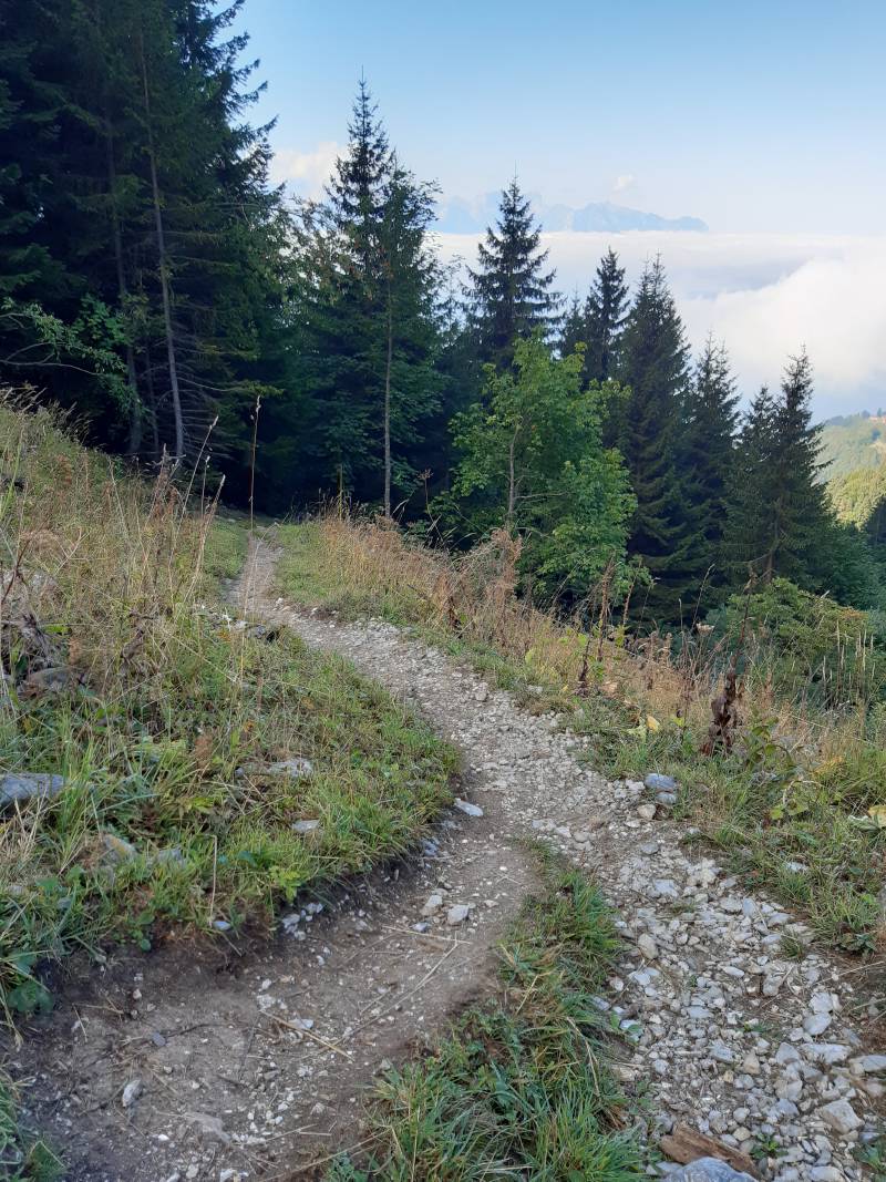 Vue en arrière sur un petit sentier qui sort de la forêt