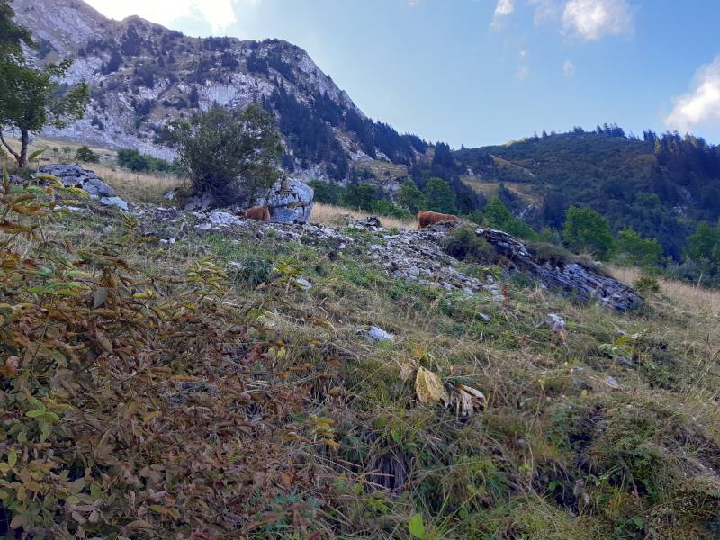 Deux vaches brunes sont en train de paître à proximité de gros rochers