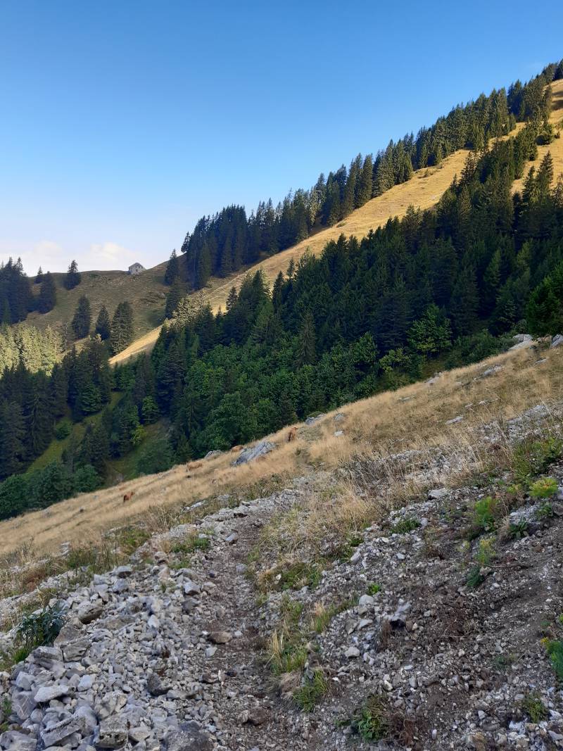 Vue de dos sur le chemin de l’alpage Où on parvient à distinguer 7 vaches, dont certaines couchées ur le sol