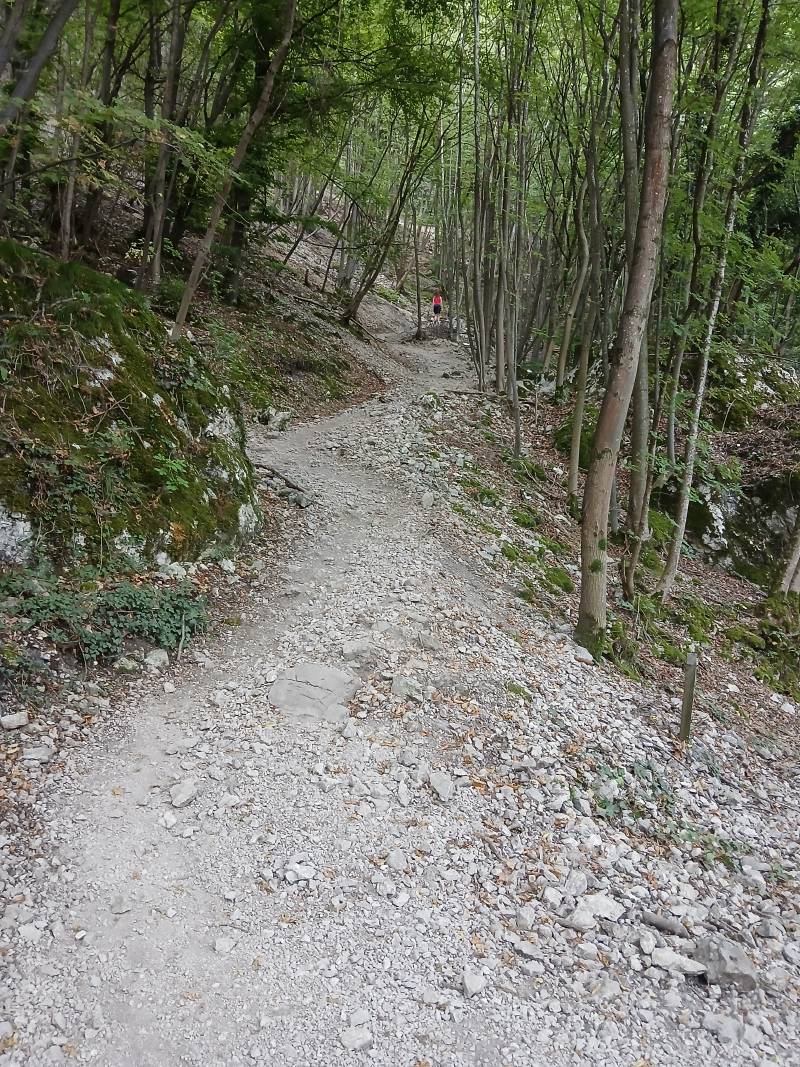 Sentier de pierres blanches en zigzag à travers les arbres