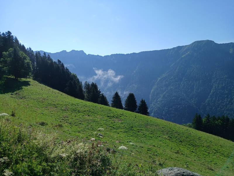 Prairie au bord du chemin, avec des sapins, la montage en arrière-plan, et quelques nuages de basse altitude.