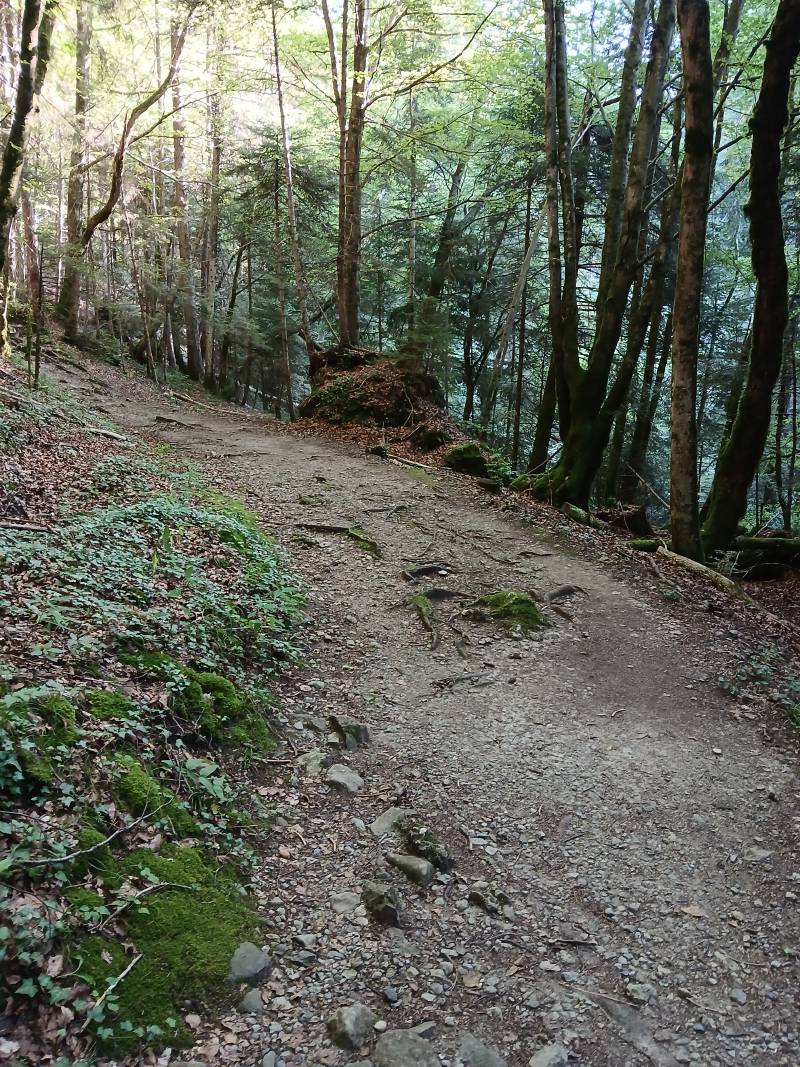 Chemin de terre avec quelques racines au sol, ainsi que quelques petites pierres; le chemin tourne un peu sur la gauche au bout; beaucoup d’arbres sur la droite.